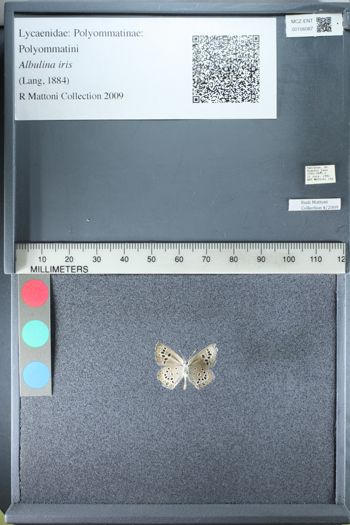 Media type: image;   Entomology 156087